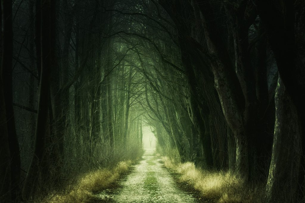 A photograph of a straight pathway through dense woodland.