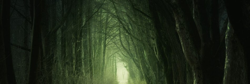 A photograph of a straight pathway through dense woodland.