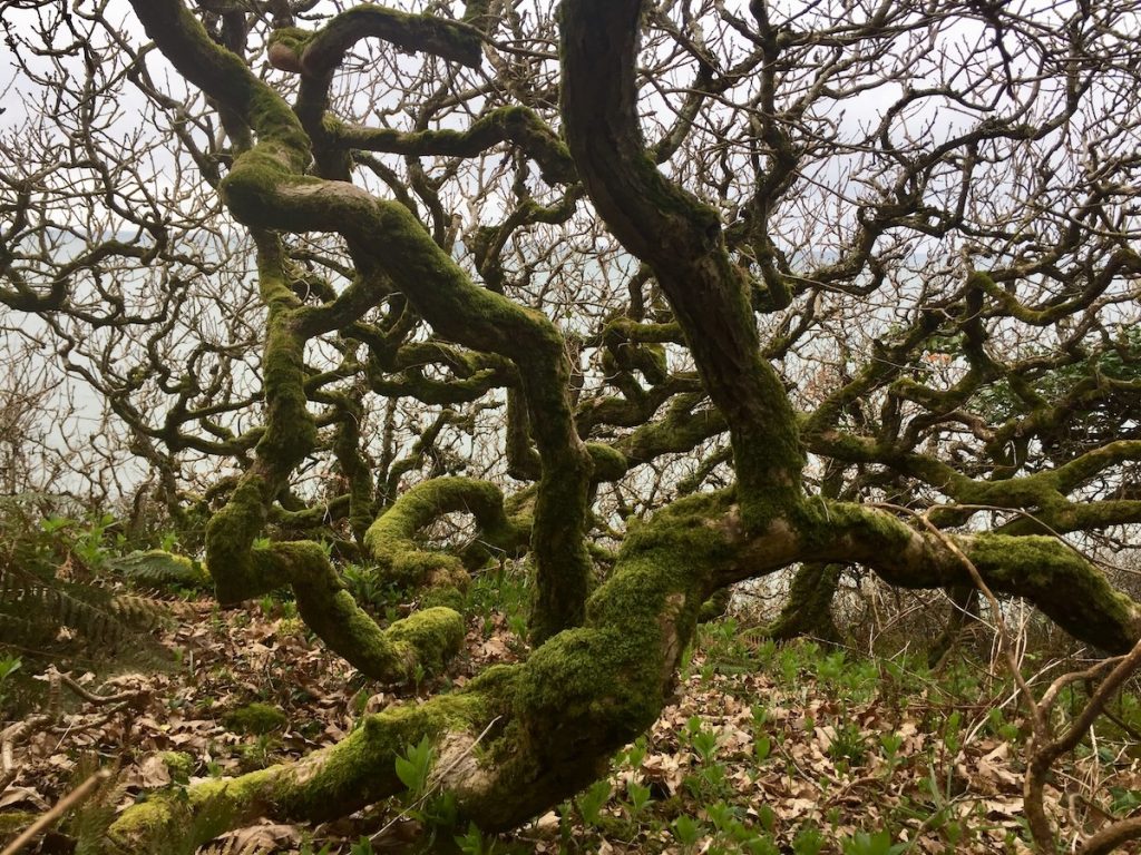 A temperate rainforest in south west England filled with stunted, twisted oak trees. Taken when the trees were not in leaf.