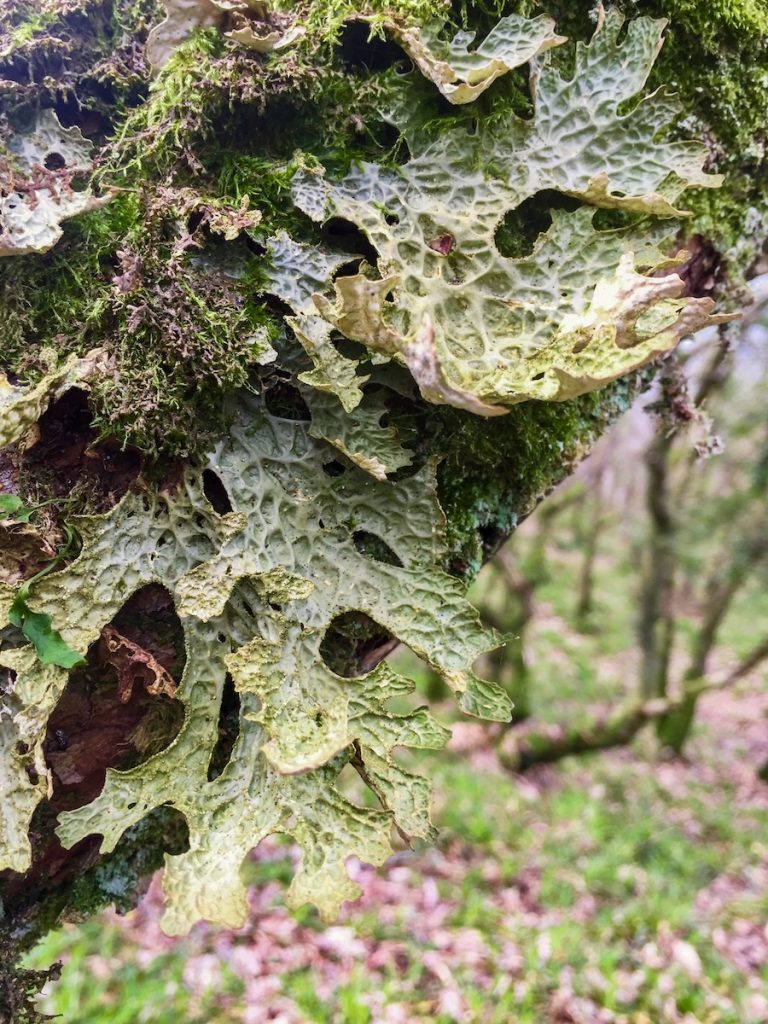 Close up of lungwort, a lichen growing on an oak tree in a temperate rainforest. The lichen is green and shaped with 'branches' similar to that of a human lung.