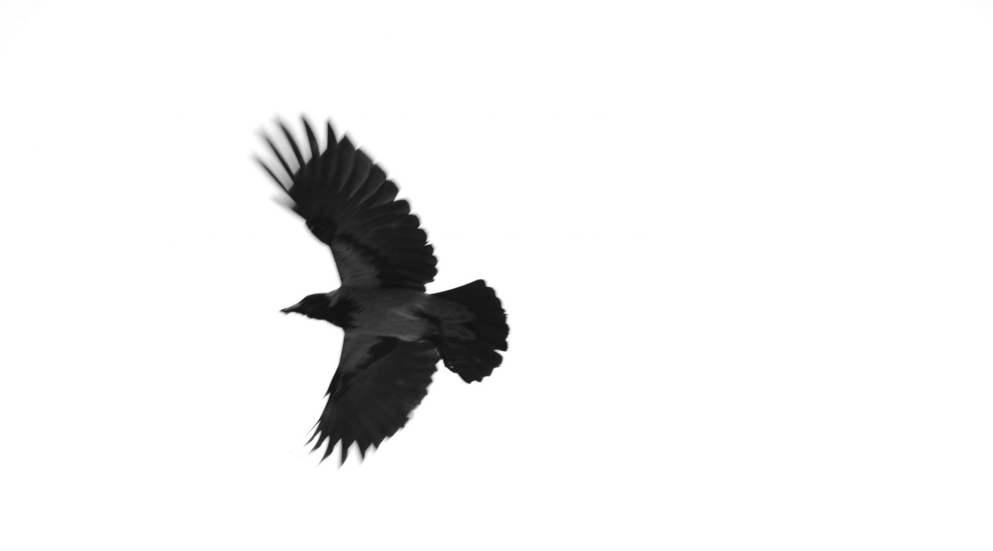 raven in flight and a white sky