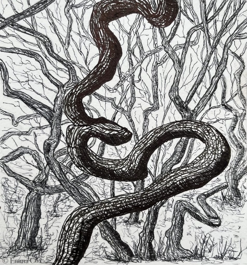A twisted oak trunk standing amongst a woodland of other contorted limbed oak trees.