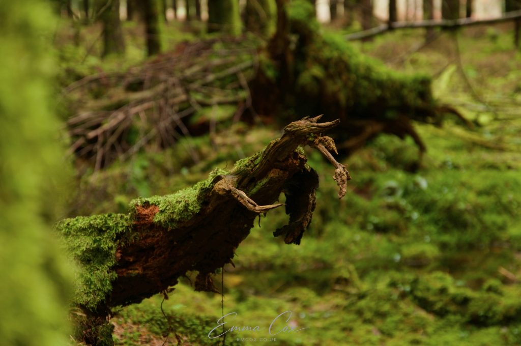 A photograph of a rotten, mossy tree branch in a cornish wood, which looks uncannily like an outstretched cadaverous hand waiting to pluck the unwary passerby.