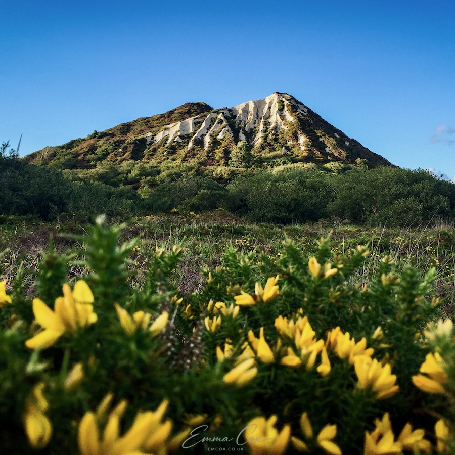Yellow gorse flowers fill the foreground and a white-peaked manmade hill (part of the "Cornish alps") is in the distance.