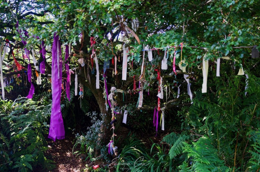 Colourful ribbons hang on a leafy thorn near a sacred Cornish holy well.