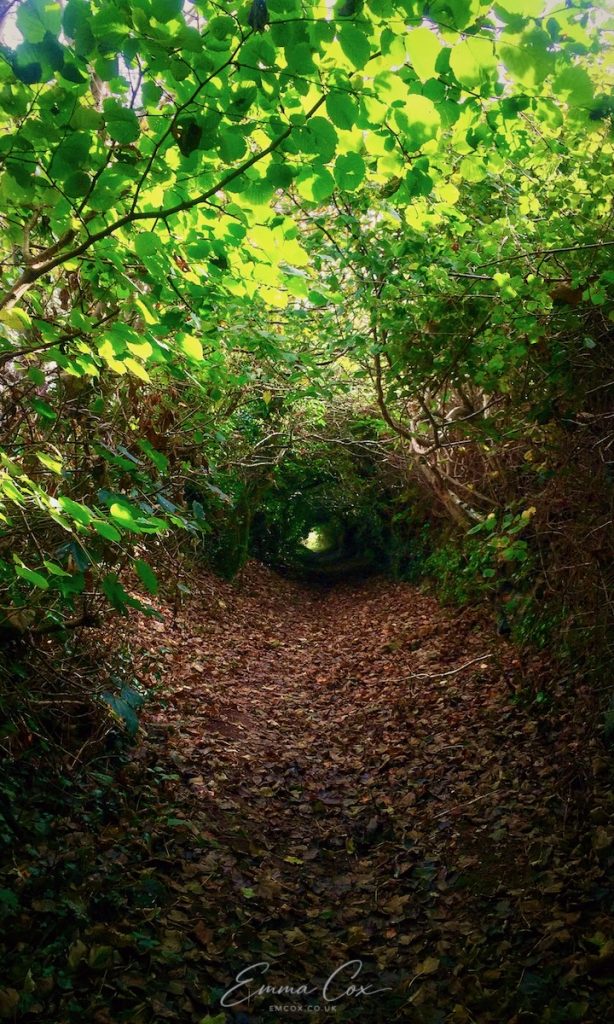 A photograph of a hollow way with a path leading into the distance. There is little light as it has a canopy of trees shading the route so it feels sheltered and cave-like.