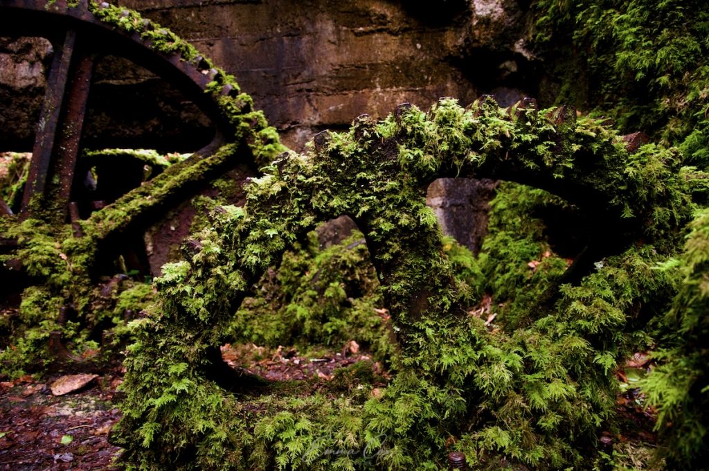 A photograph of Kennall Vale and the ruins of a derelict dynamites work. Old cogs long rusted into position as mantled with moss.