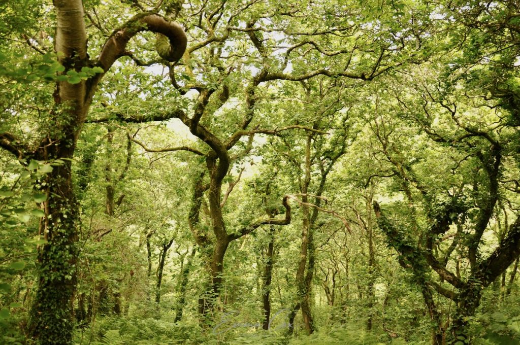 A photograph of a Cornish woodland in the height of summer. 