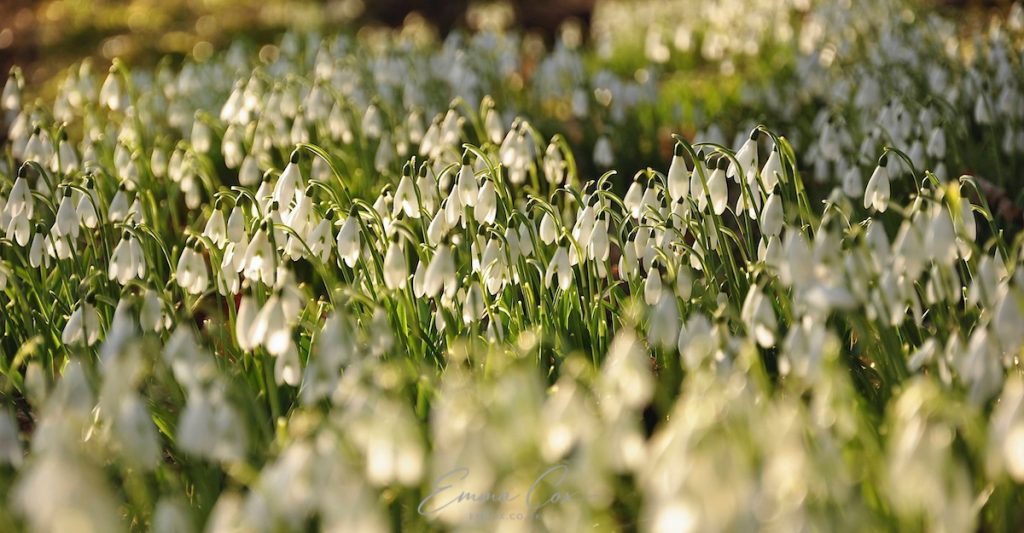 A photograph of a carpet of snowdrops in the low golden sunshine.