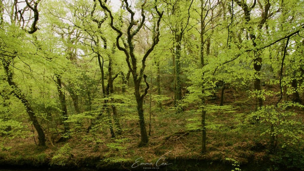 A photograph of a Cornish woodland with early fresh green leaves forming on the trees.