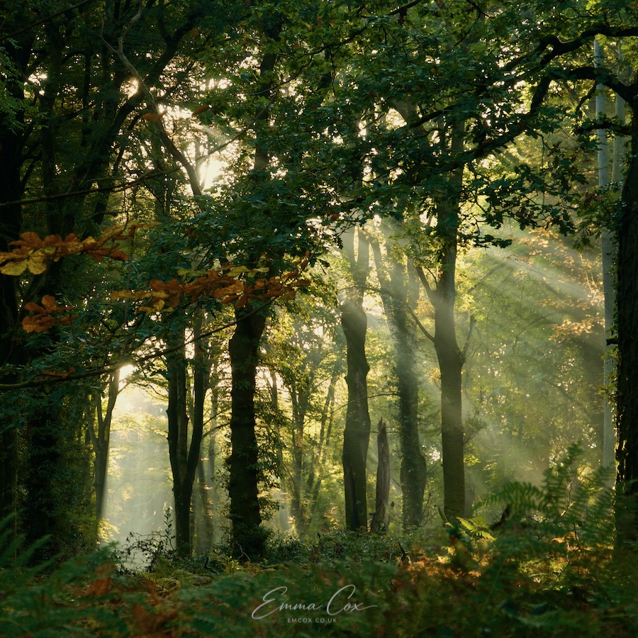 A photograph of a Cornish woodland in late summer with the sunlight streaming through the leafy trees. 
