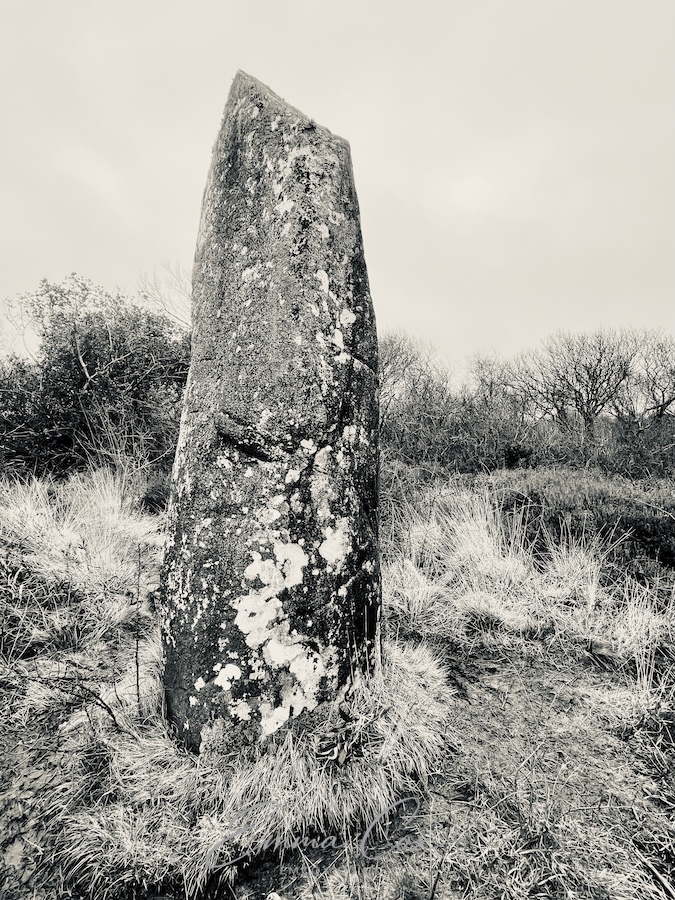 A black and white photograph of the Dry Tree menhir. Profile view 3.