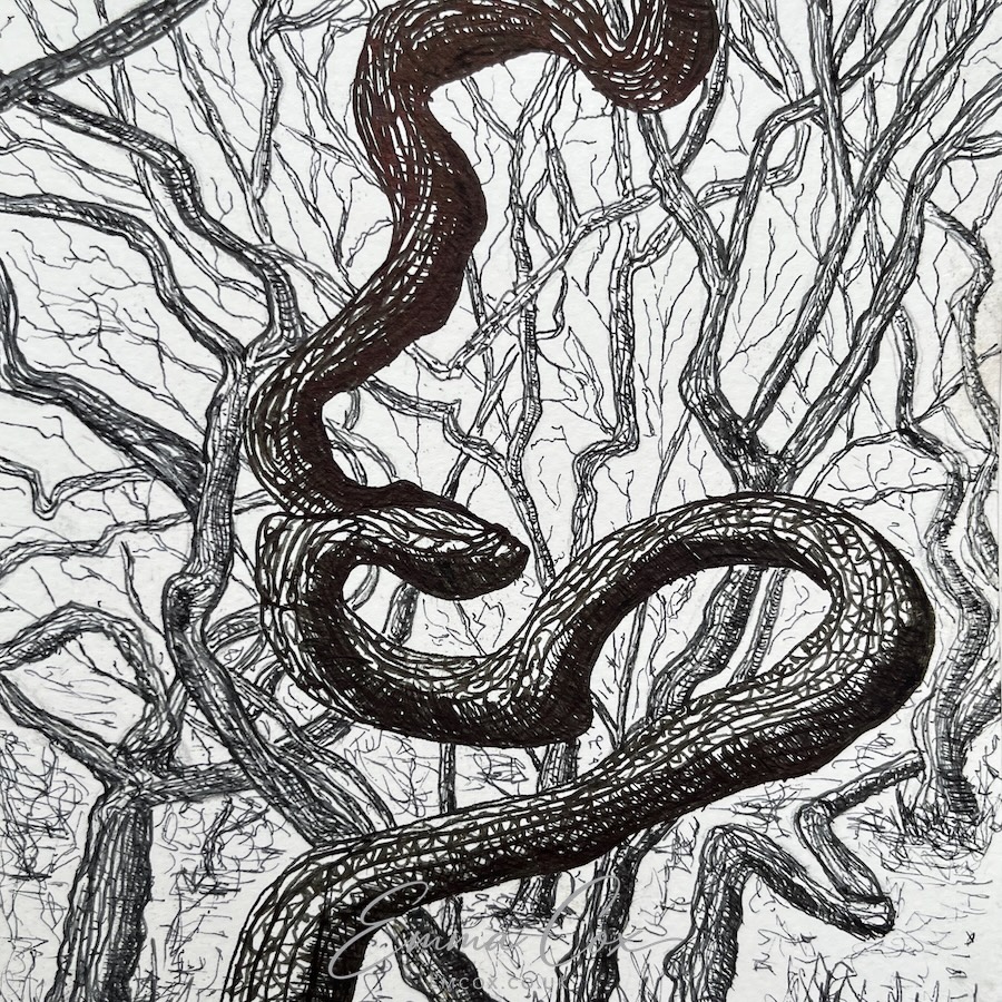 An ink pen drawing of a twisted oak in winter amongst a wood of similar trees. This is an example of a Temperate Rainforest, which once covered much of Cornwall.
