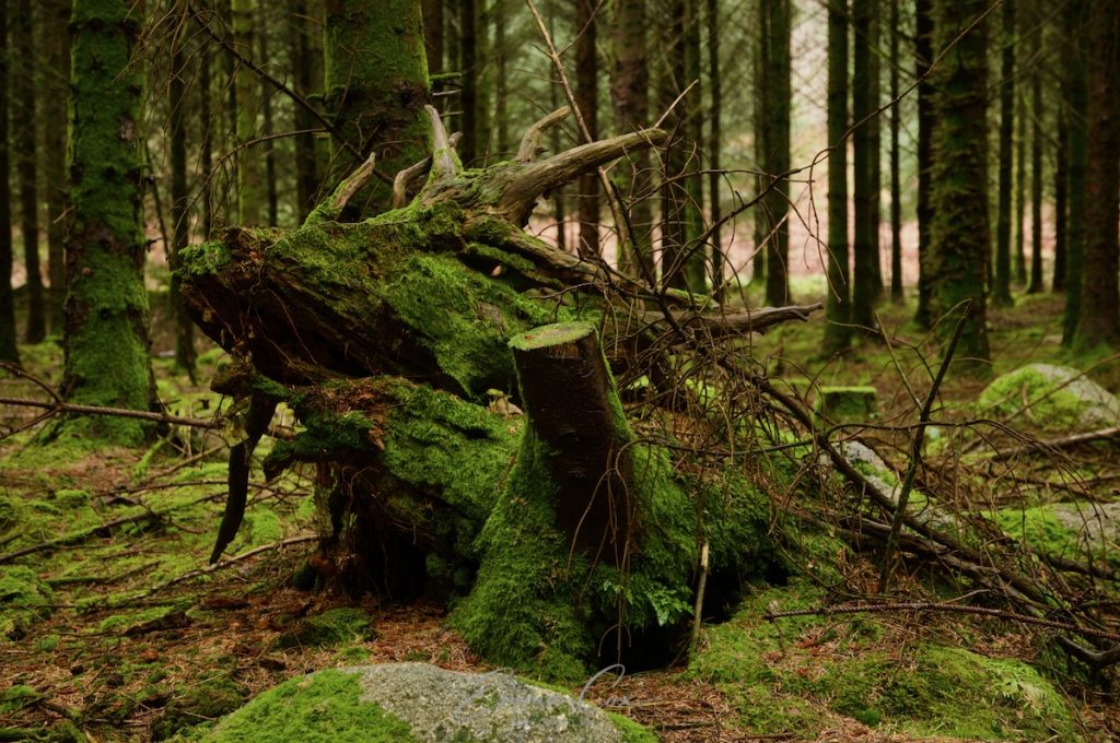 A photograph of the remains of a rotting tree stump in a Cornish forest which looks uncannily like the head of a dragon.