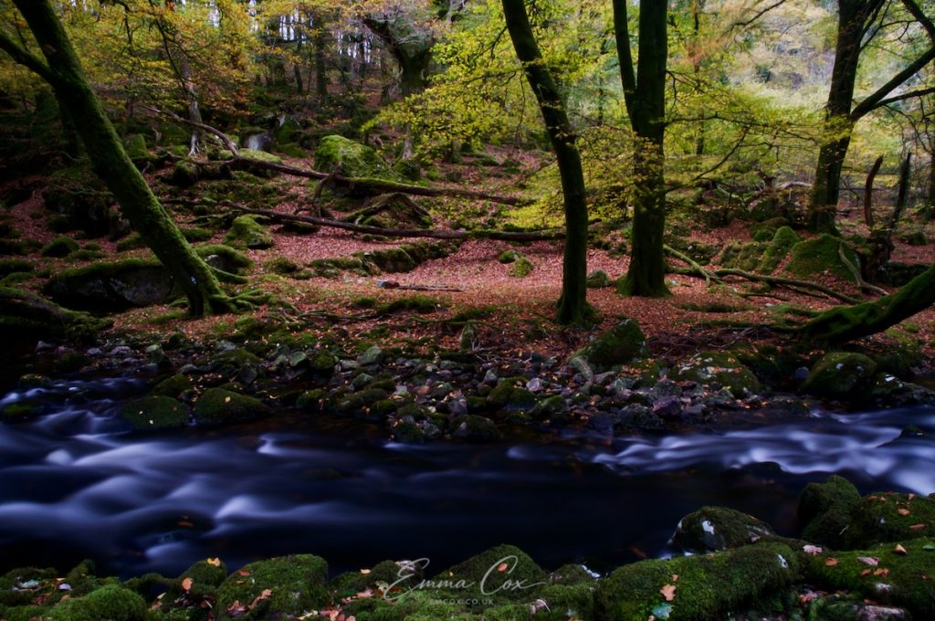 A long exposure photograph of a Cornish wood in autumn, with a river running through. 