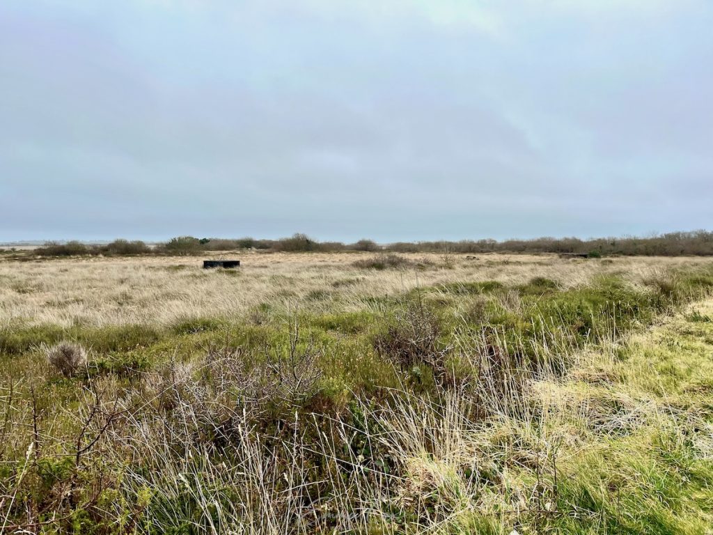 A photograph of Goonhilly Downs, on the Lizard in Cornwall. It is February. The landscape is flat and the grass is mostly dead and yellow. Amongst it are the old foundations of buildings dating back to WWII. The sky is grey.