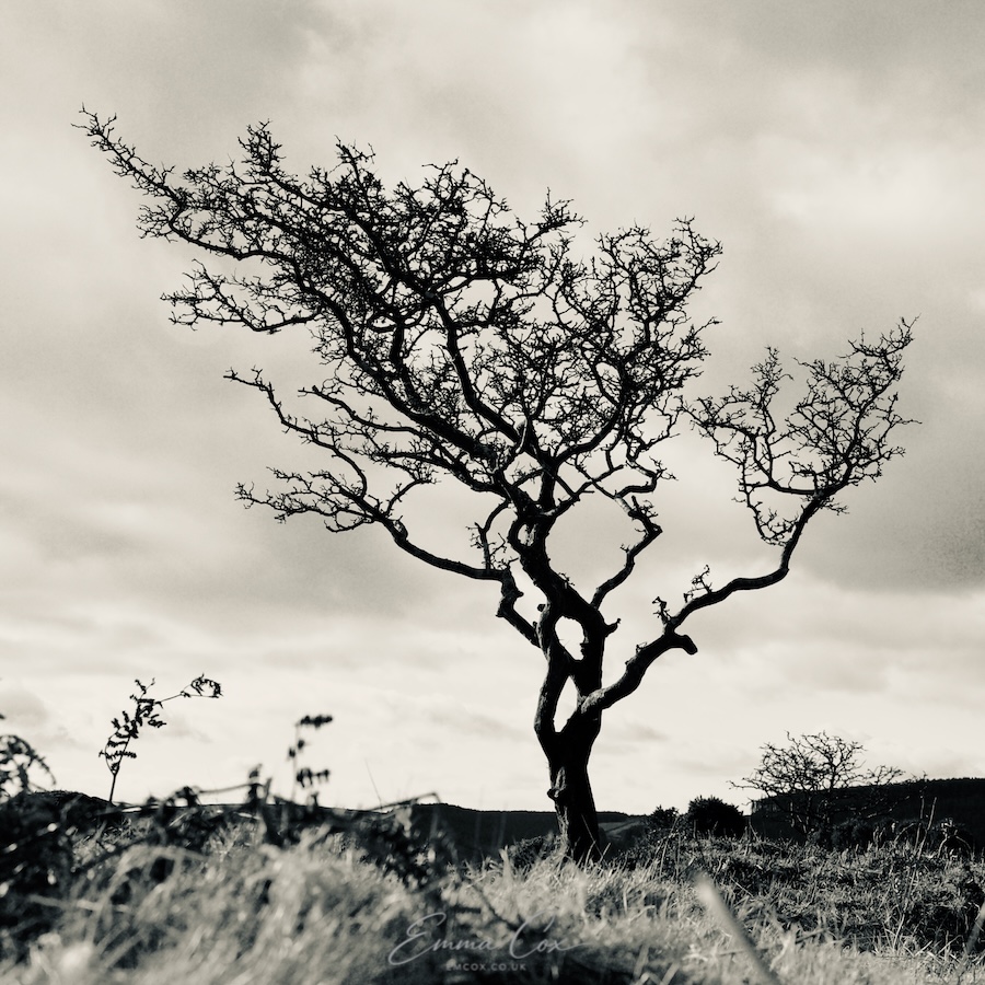 A black and white photograph of a lone tree with naked branches on the moor.