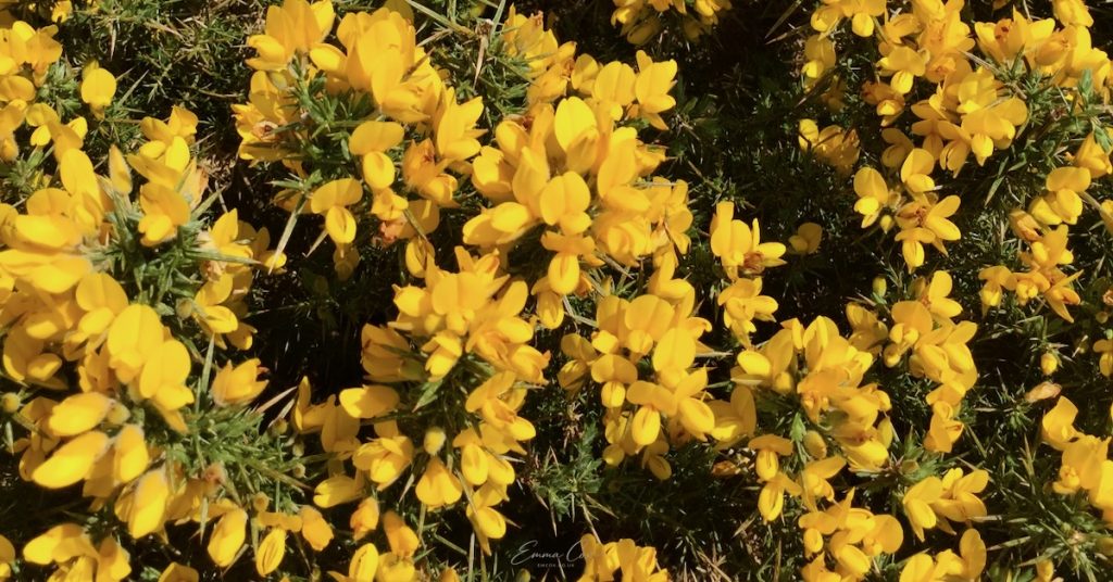 A photograph of yellow gorse flowers