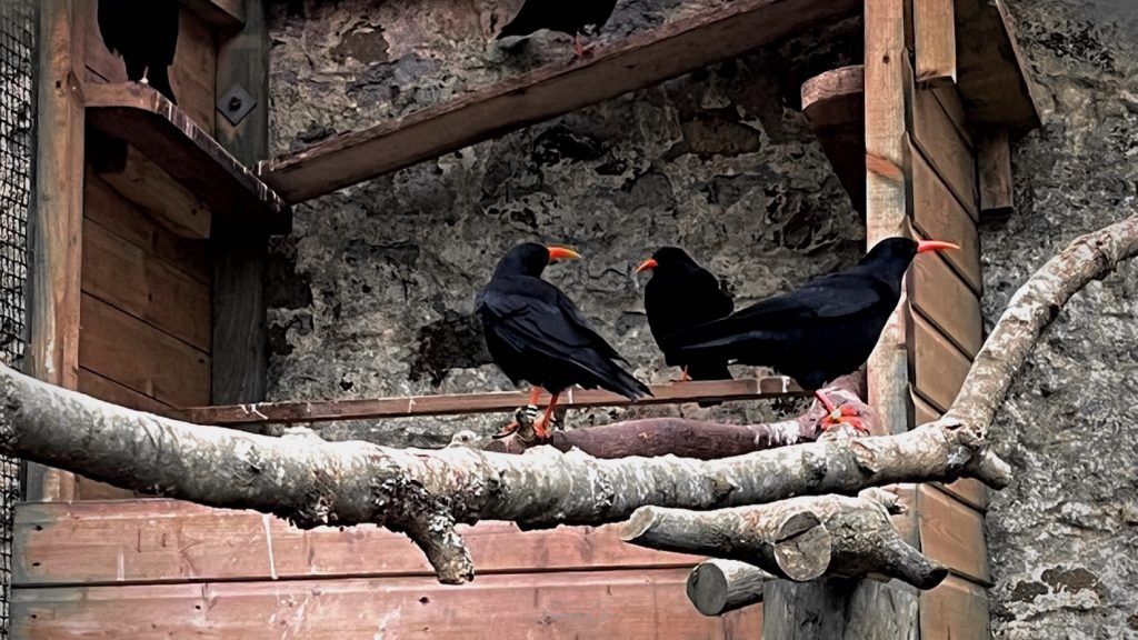 a photograph of choughs in captivity