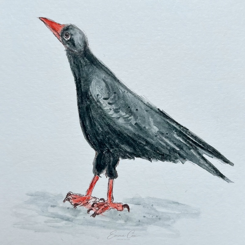 an illustration of a chough in pen and watercolour