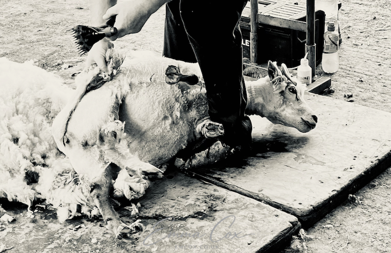A sheep lies on wooden boards while the shearer shears the fleece from its tail
