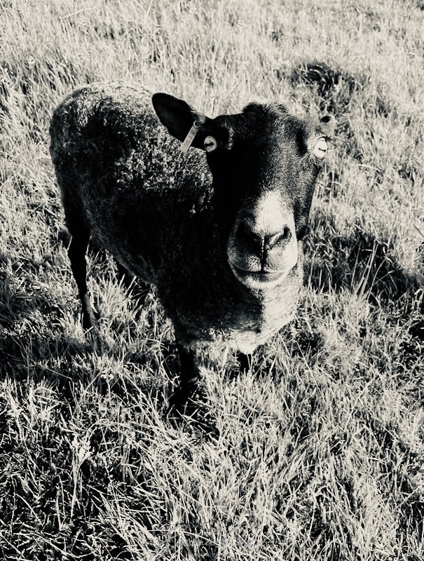 a shorn Gotland ewe in a field