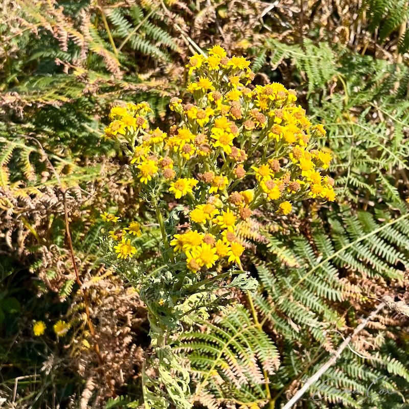 yellow flowers against bracken